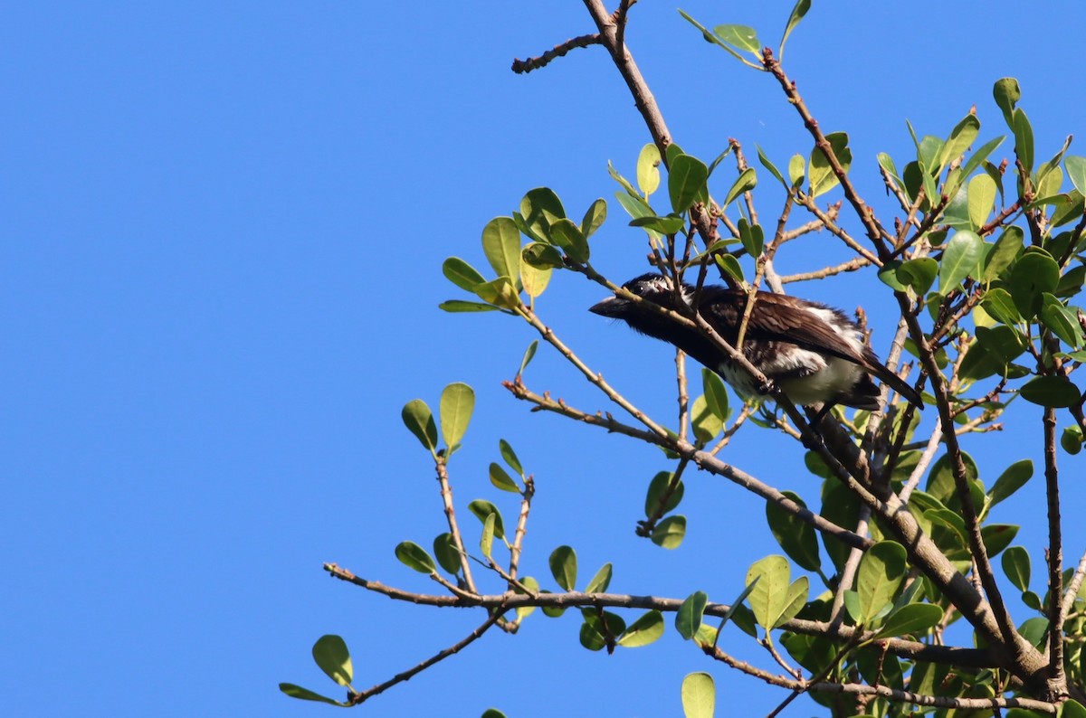 White-eared Barbet - ML646300547
