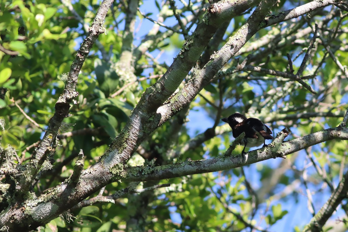 White-eared Barbet - ML646300548