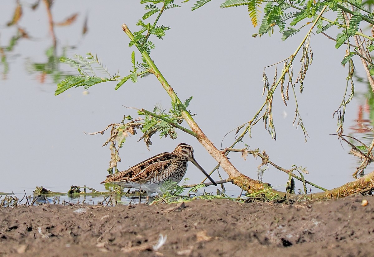 田鷸 - ML646300549