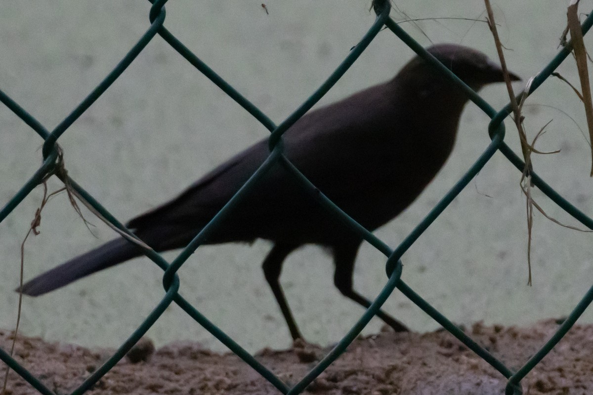 Brewer's Blackbird - ML646300551