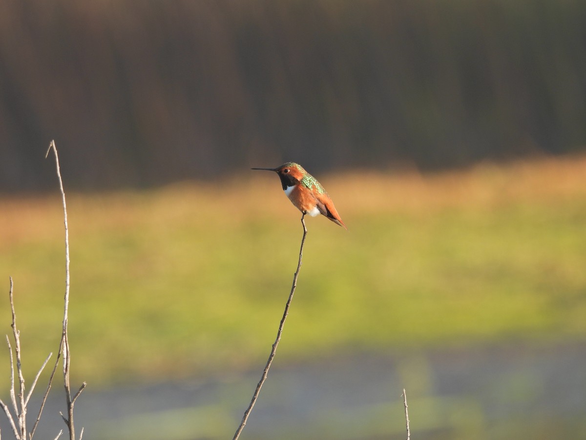 Allen's Hummingbird - ML646300553
