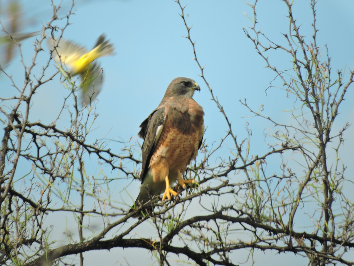 Swainson's Hawk - ML646300554
