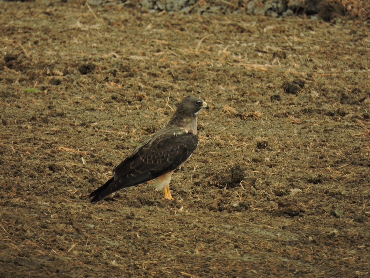 Swainson's Hawk - ML646300555