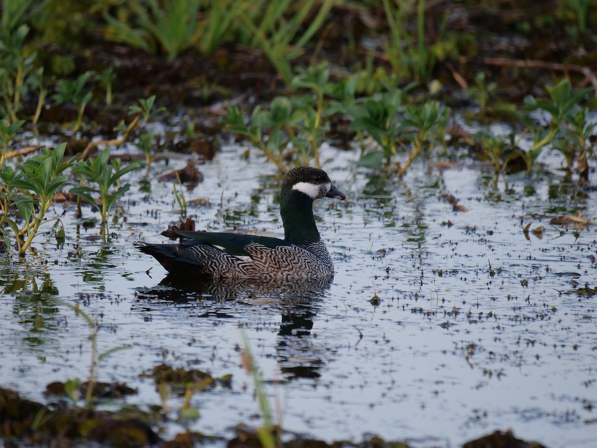 Green Pygmy-Goose - ML646300556