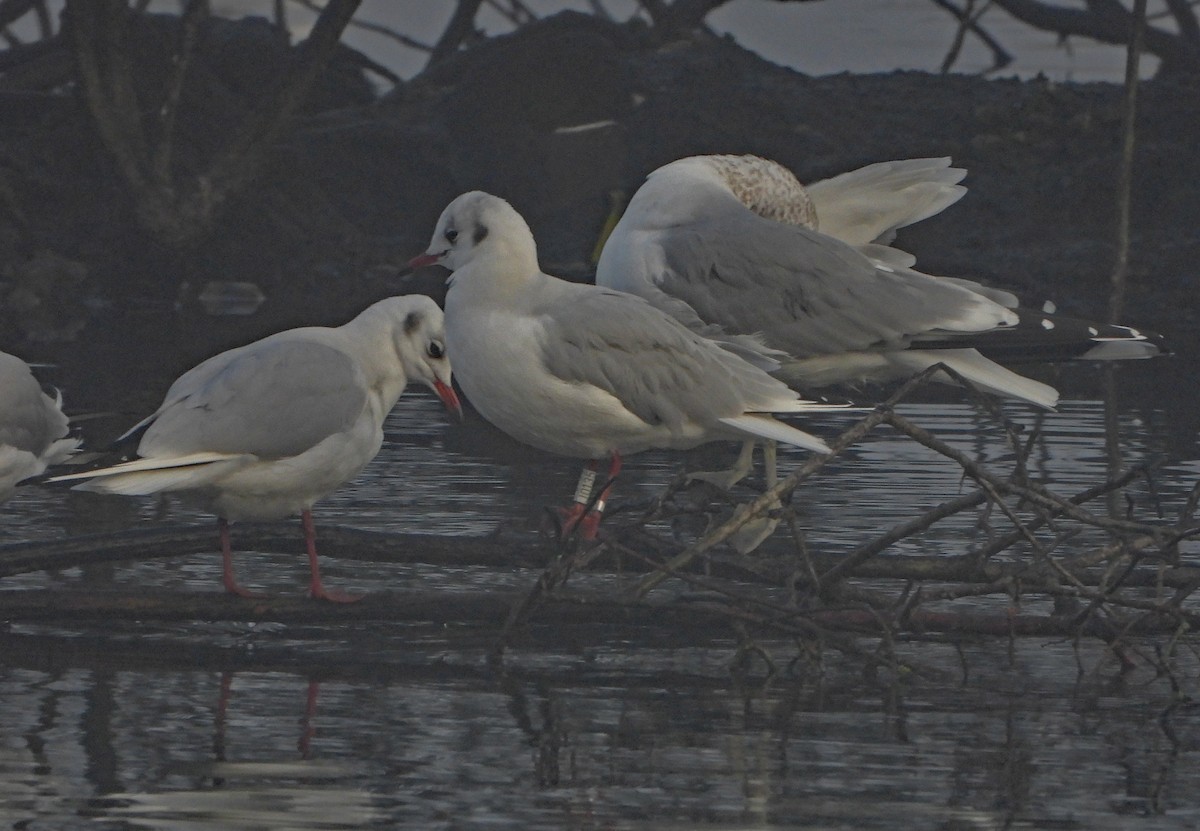 紅嘴鷗 - ML646300557