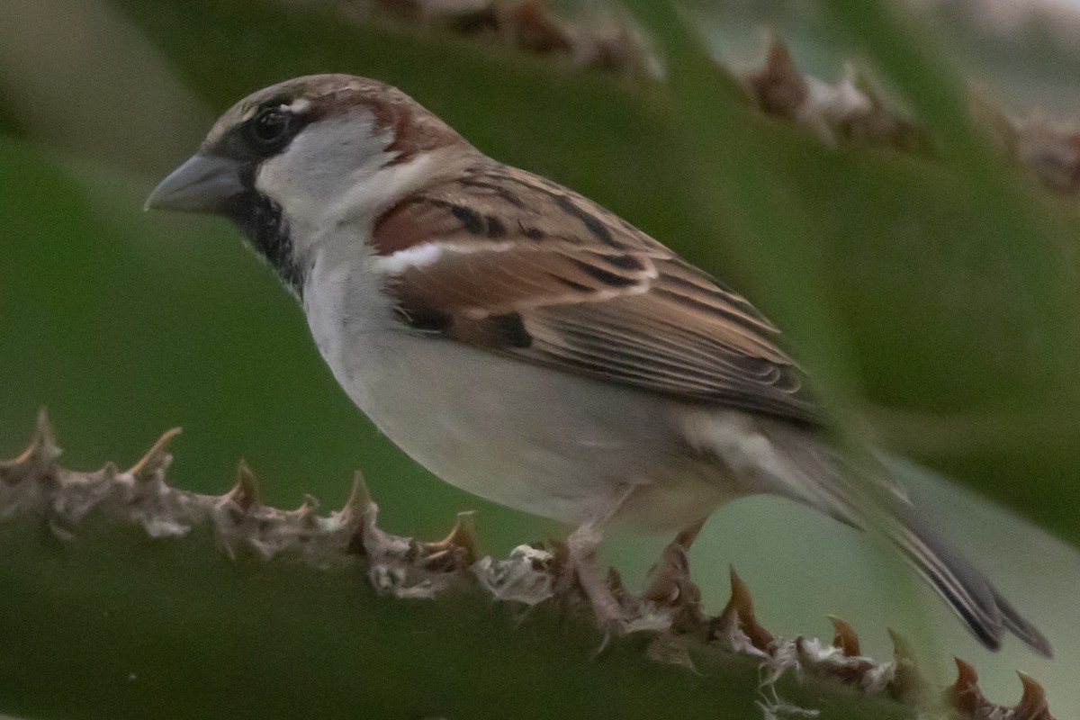 家麻雀 - ML646300558