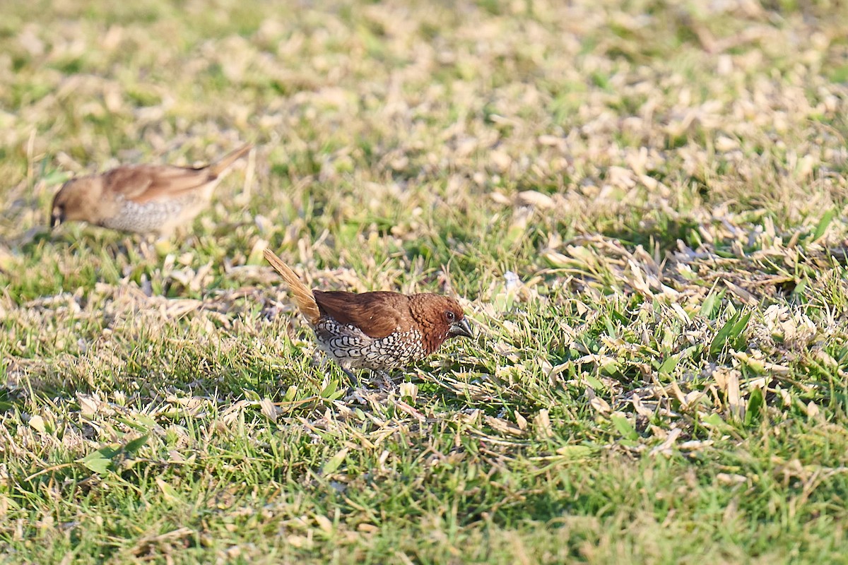 斑文鳥 - ML646300559