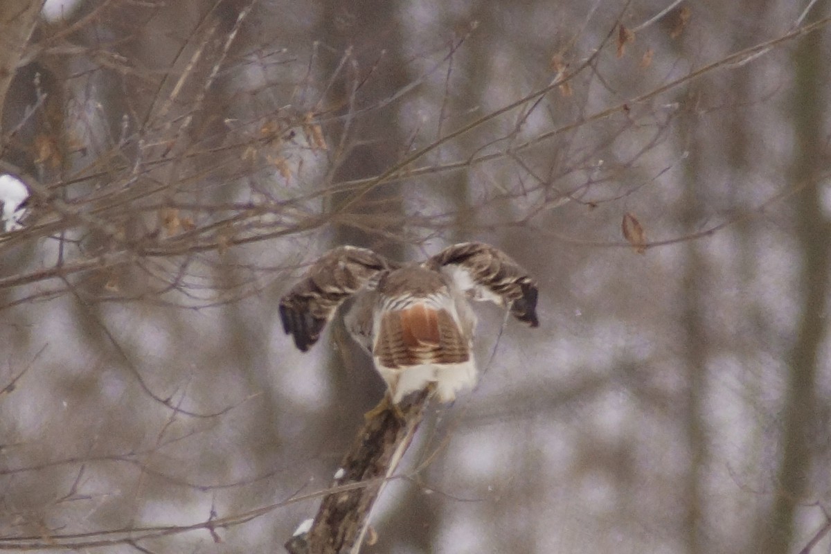Red-tailed Hawk - ML646300560