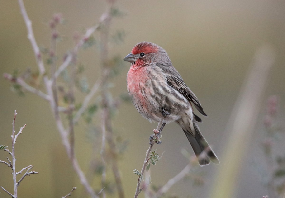 House Finch - ML646300562