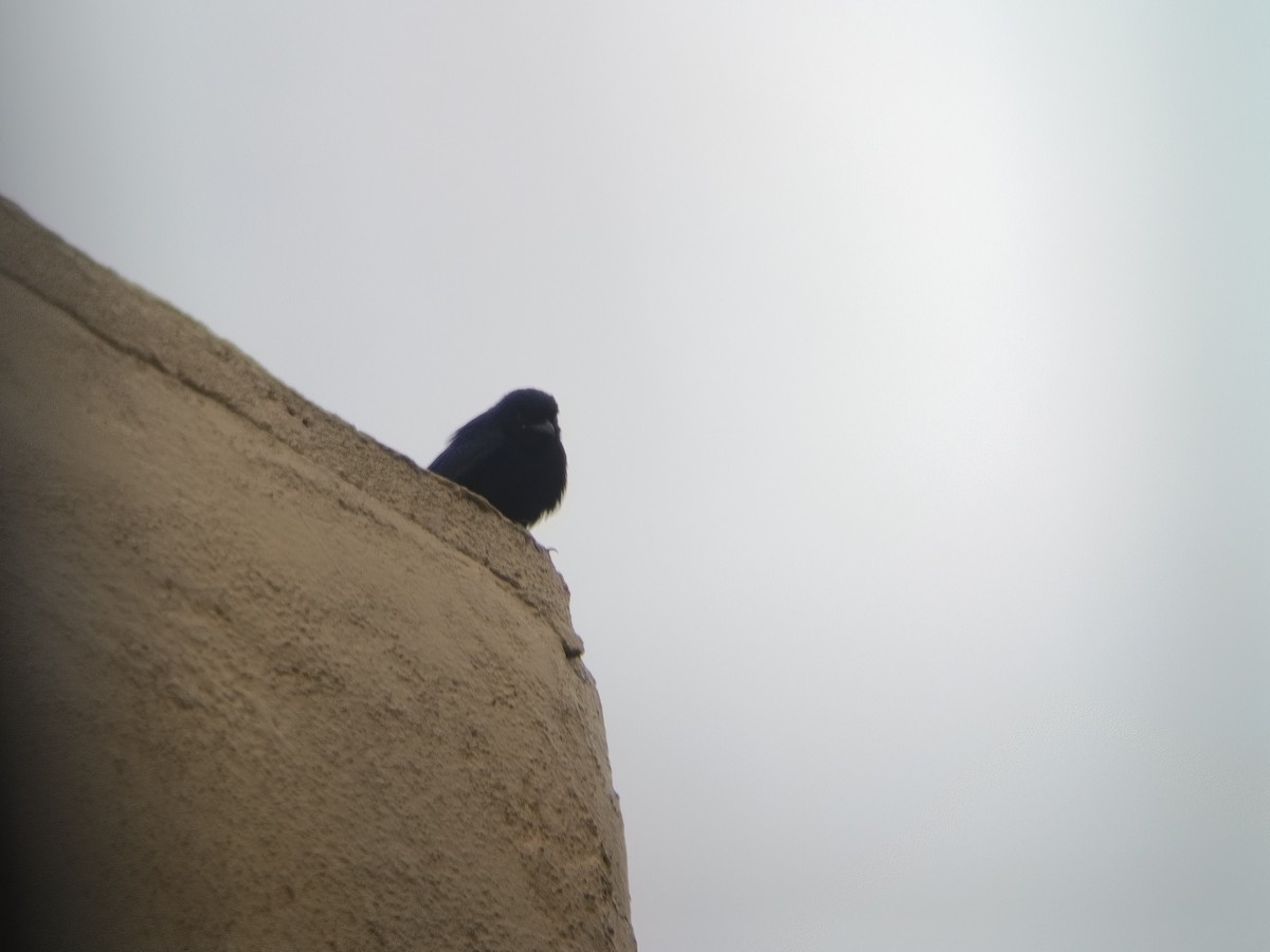 Black Drongo - ML646300563