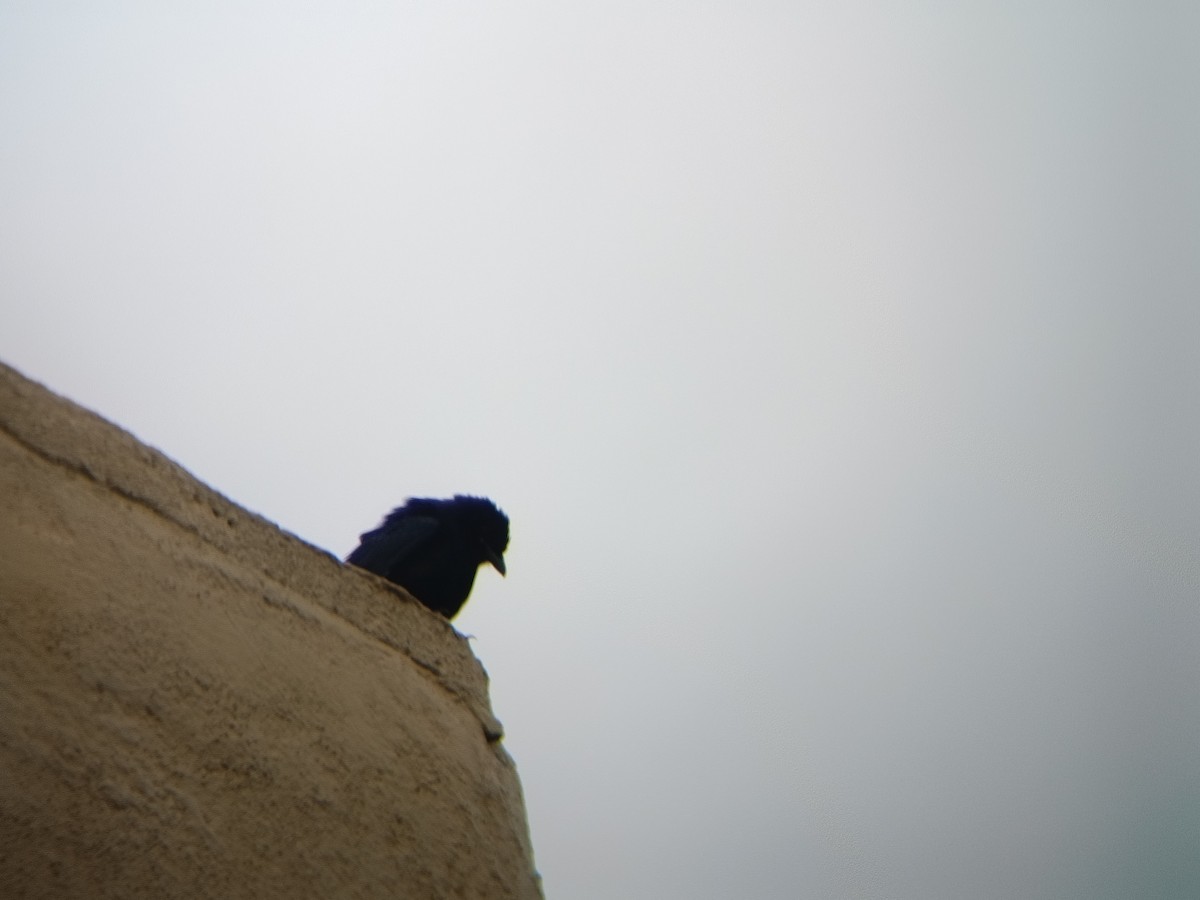 Black Drongo - ML646300564