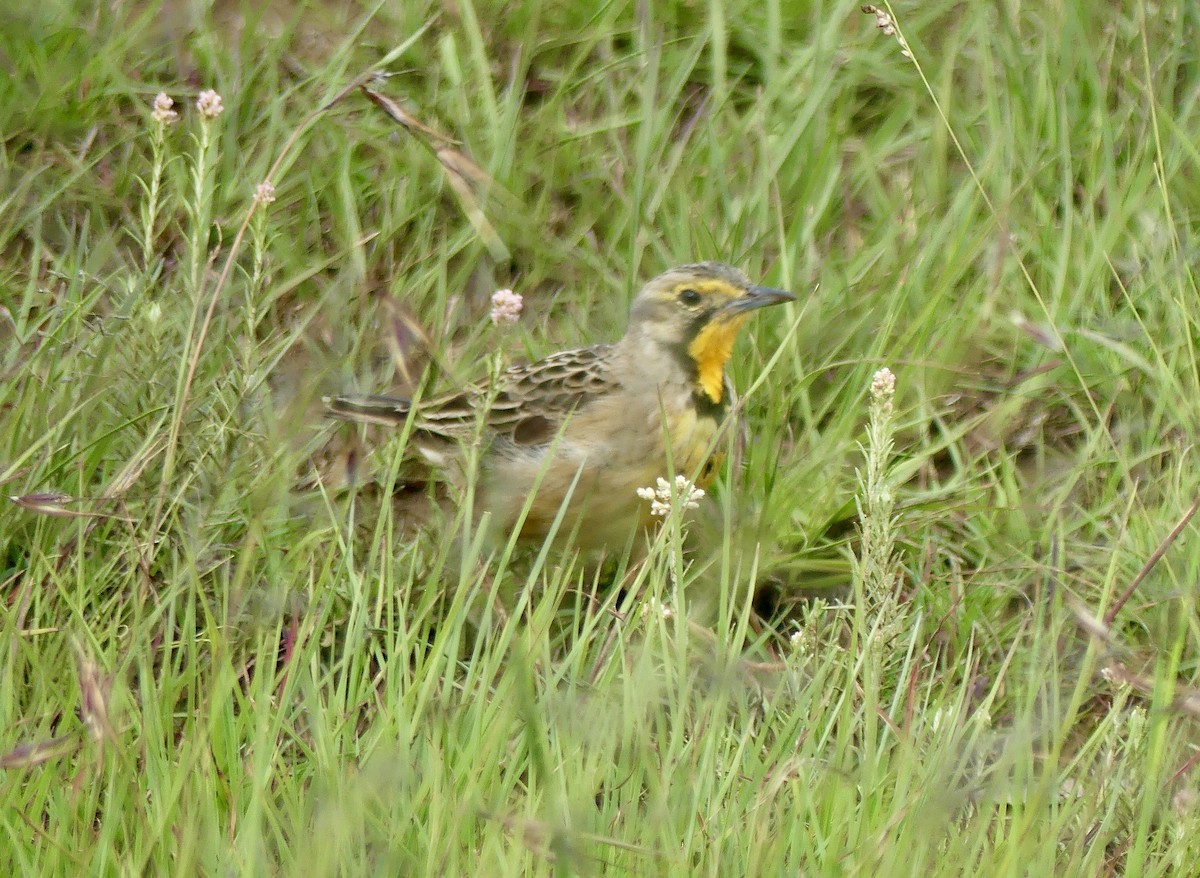 Orange-throated Longclaw - ML646300570