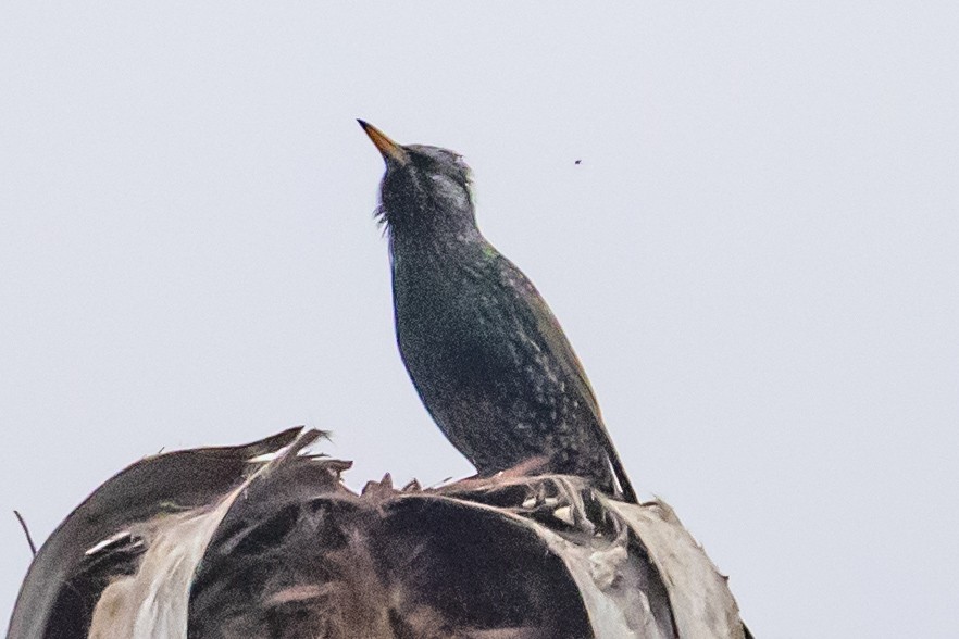 špaček obecný - ML646300573