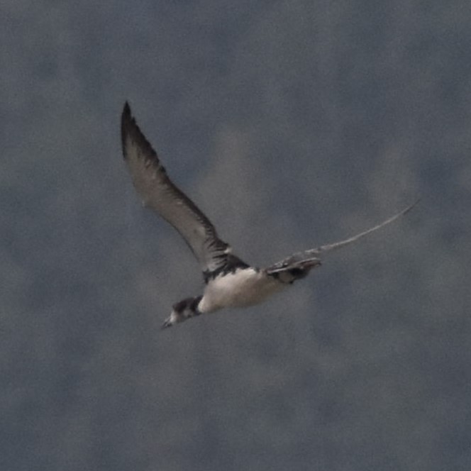 Common Loon - ML646300574