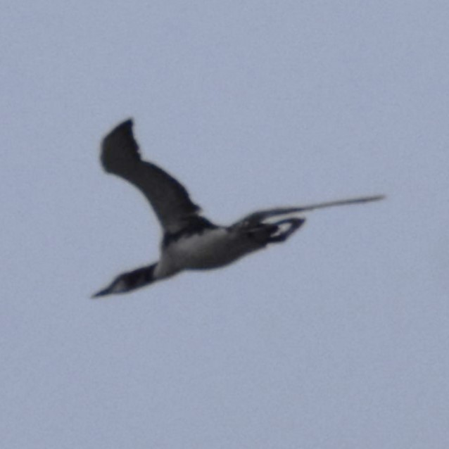 Common Loon - ML646300575