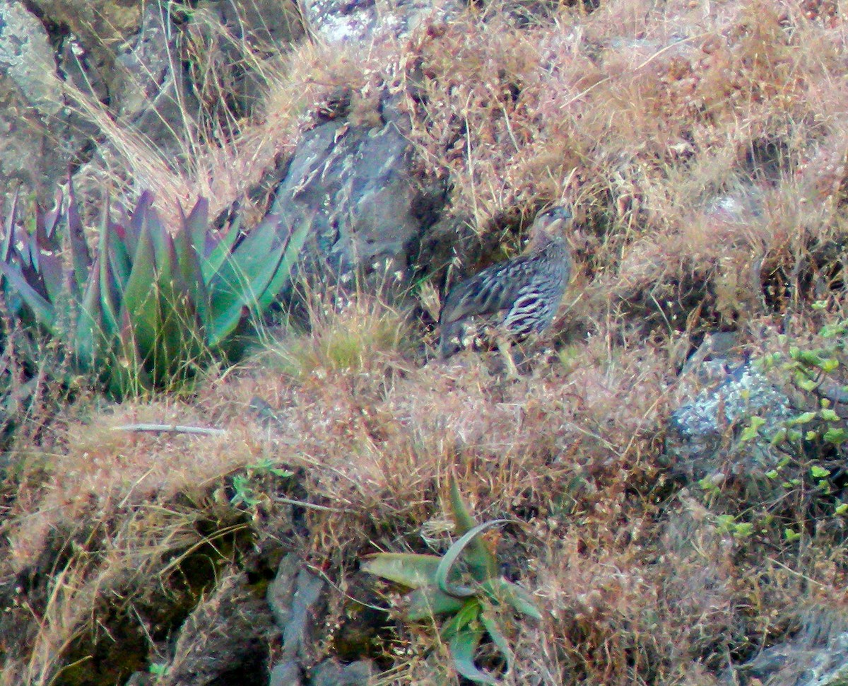 Francolin d'Erckel - ML646300576