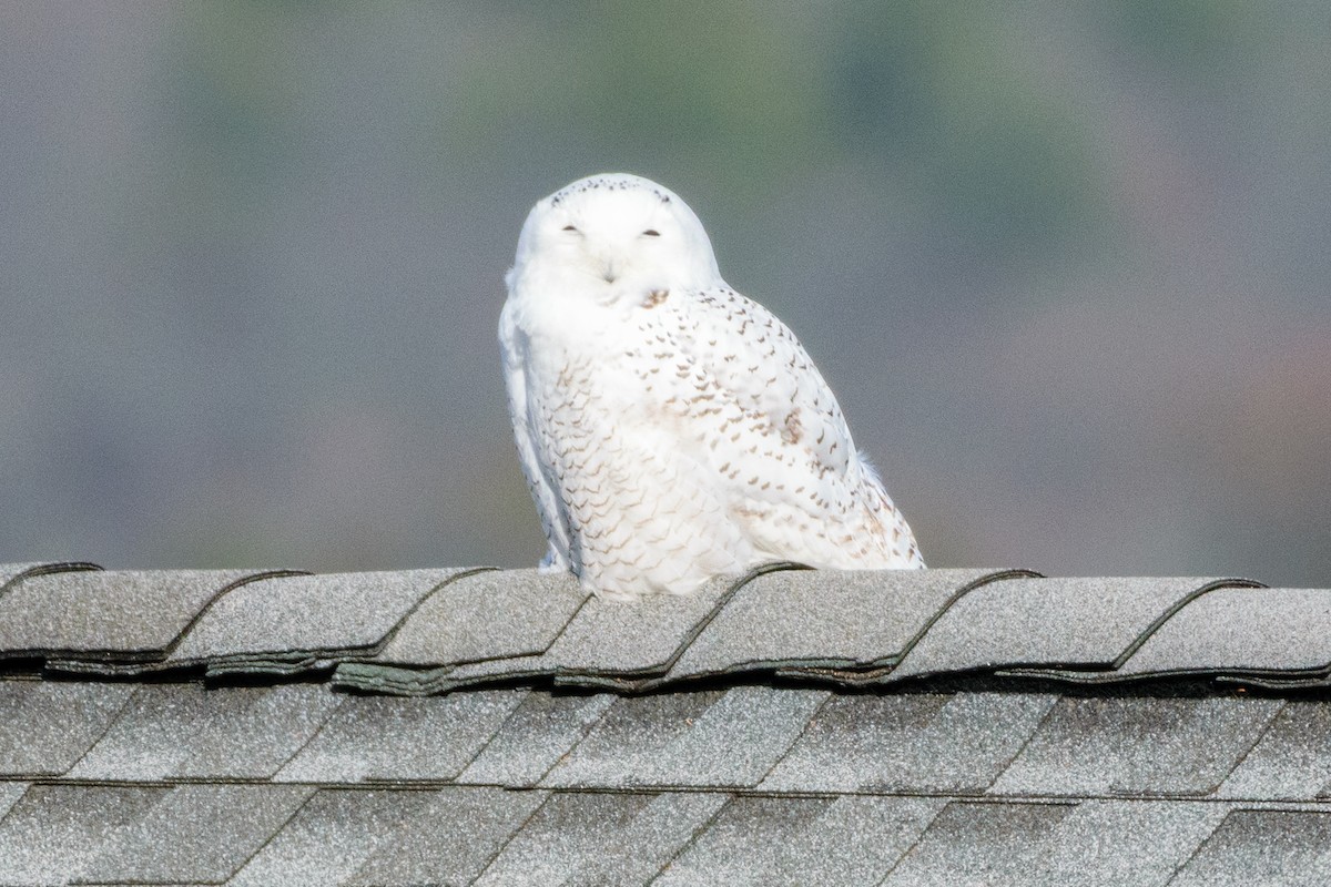 Snowy Owl - ML646300578