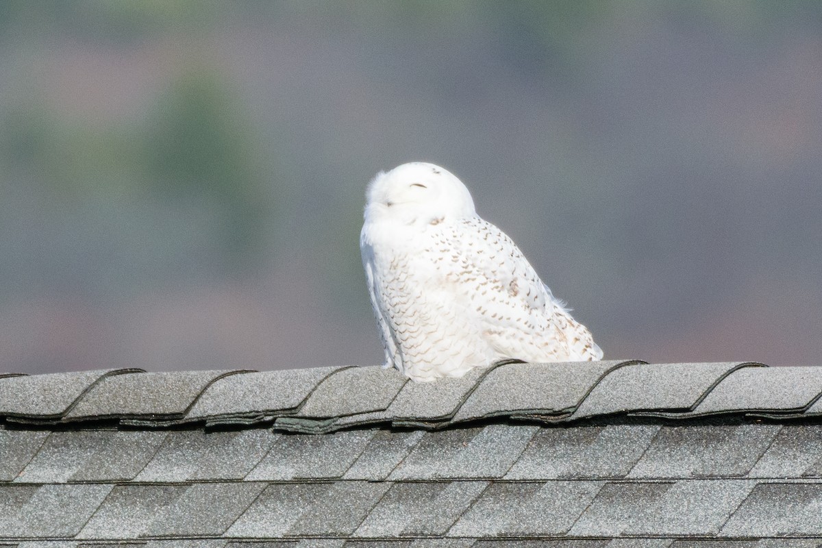 Snowy Owl - ML646300579