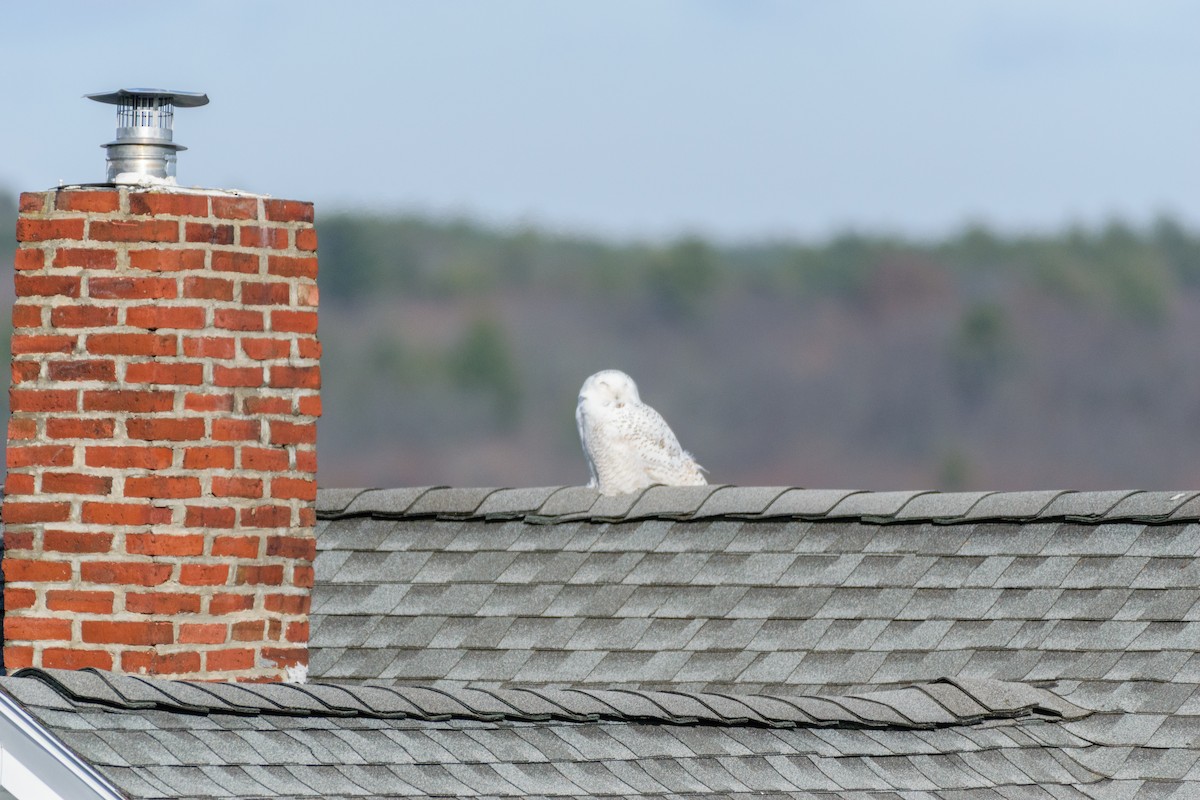 Snowy Owl - ML646300580