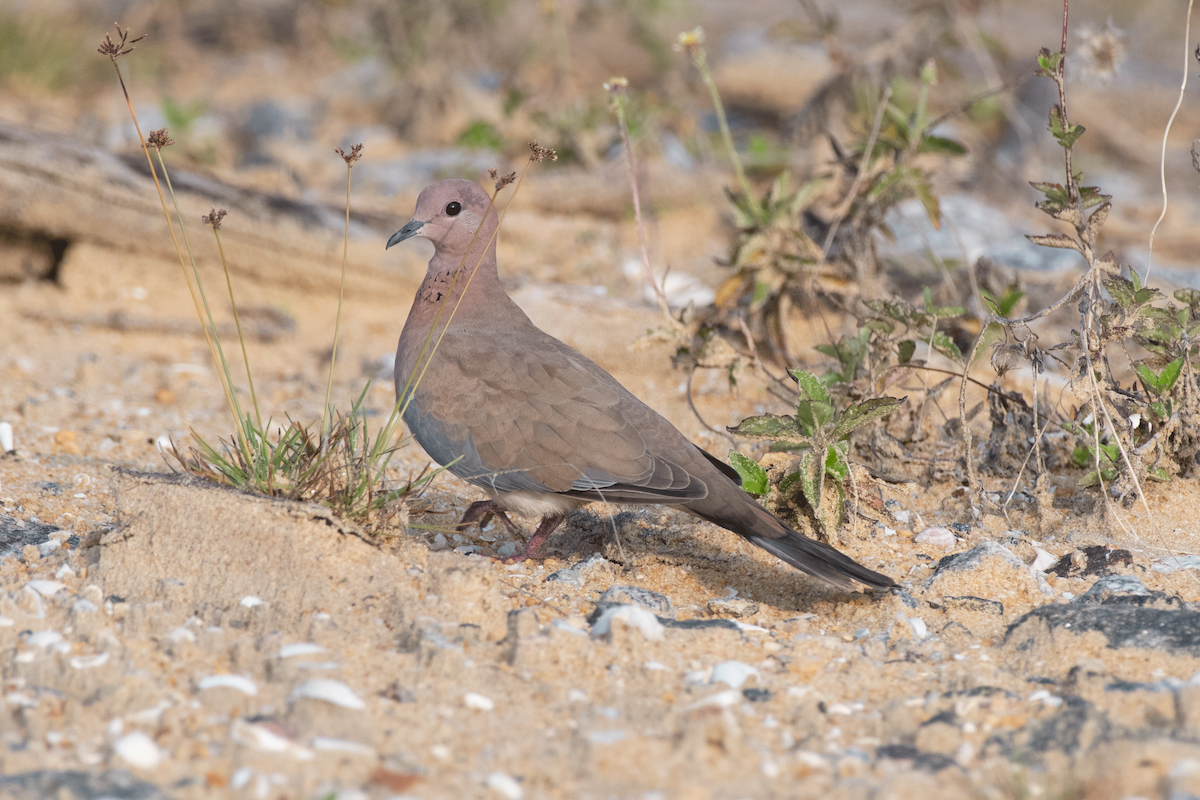 hrdlička senegalská - ML646300581