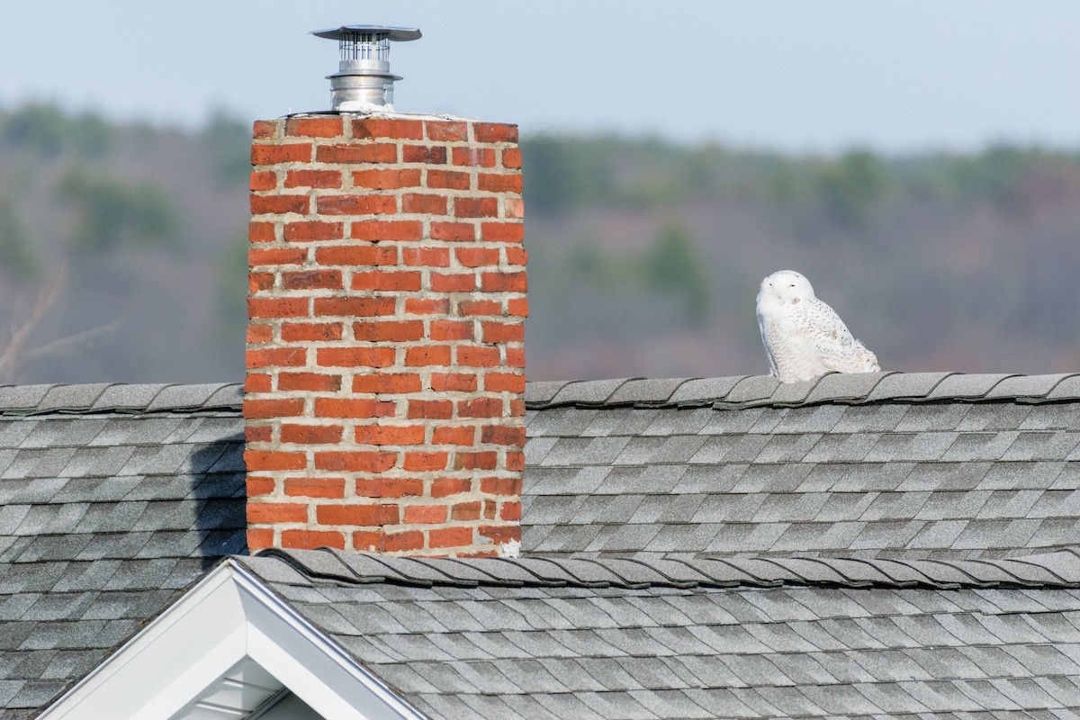 Snowy Owl - ML646300582