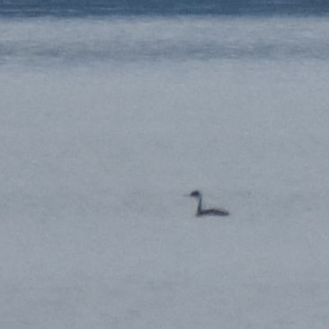 Western Grebe - ML646300584