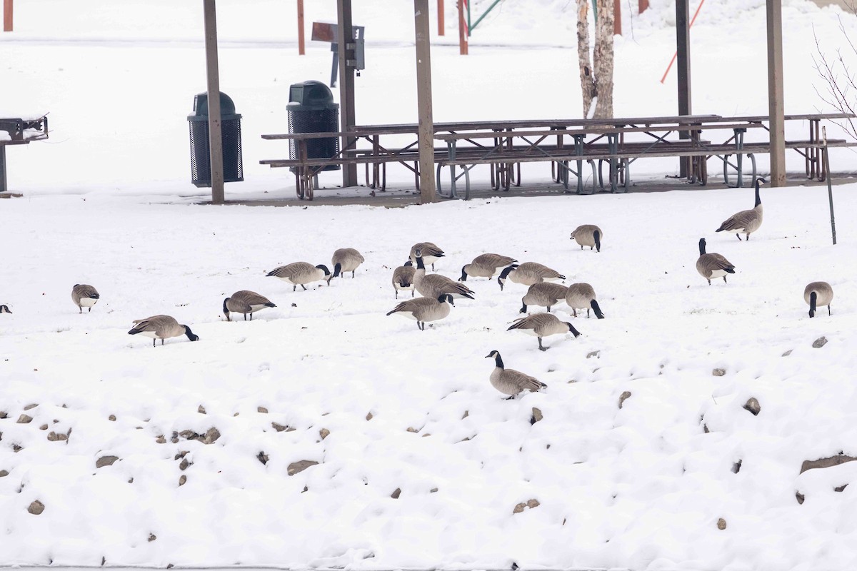 berneška velká - ML646300587