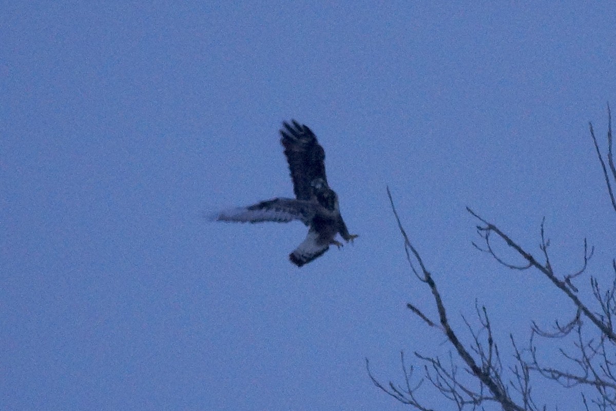 Тарлан сар - ML646300595