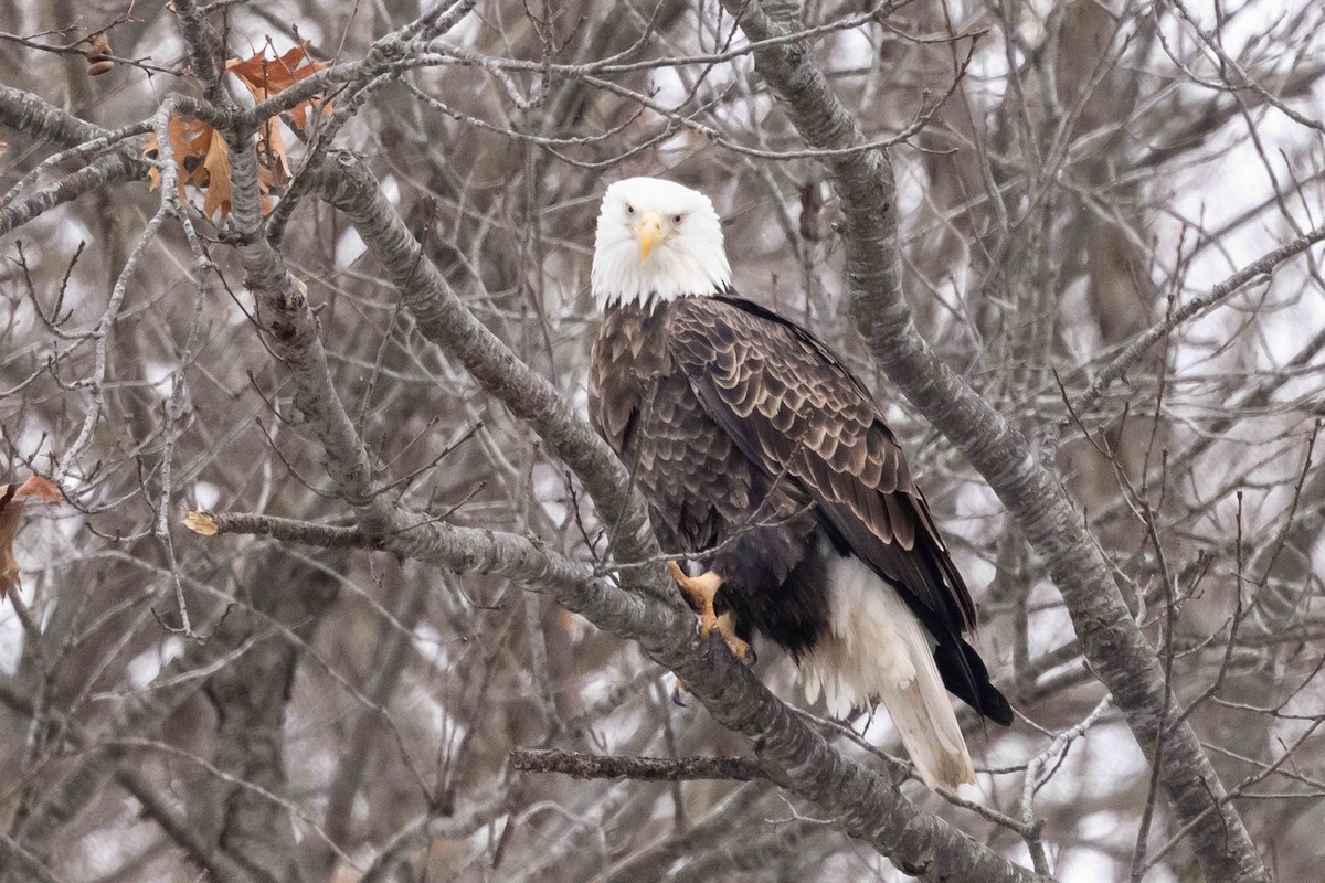 Bald Eagle - ML646300596