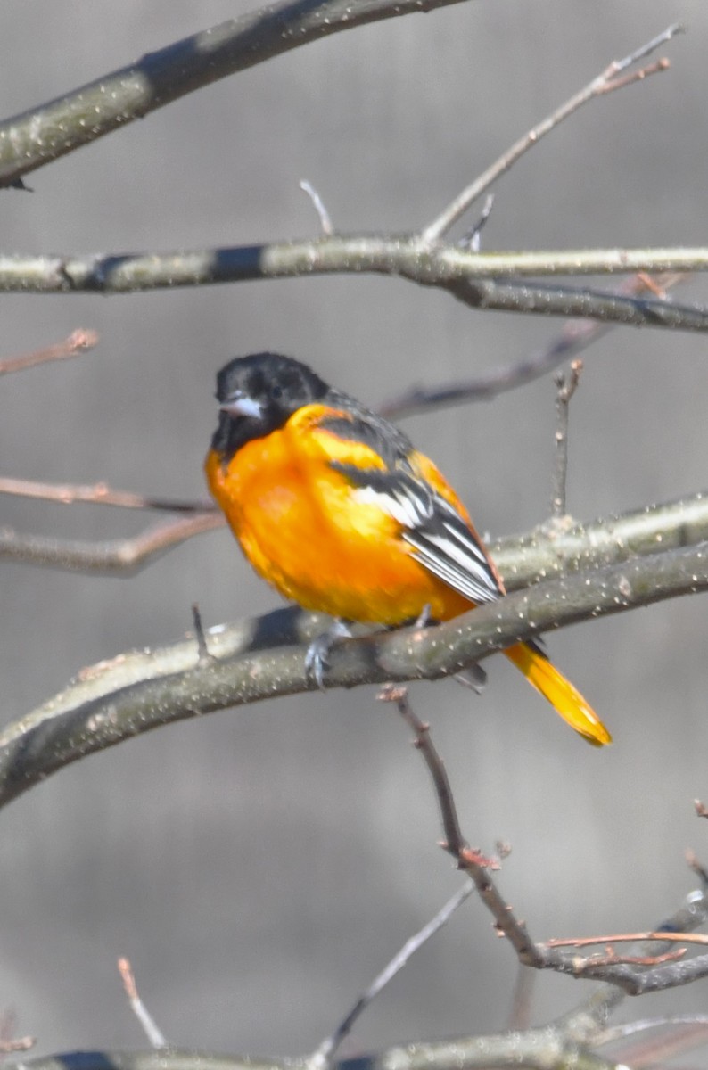 Балтиморский трупиал - ML646300597