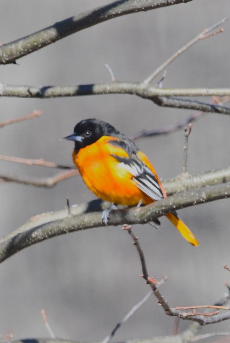 Балтиморский трупиал - ML646300598