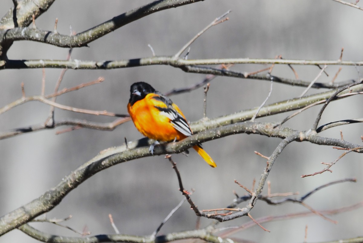 Балтиморский трупиал - ML646300599