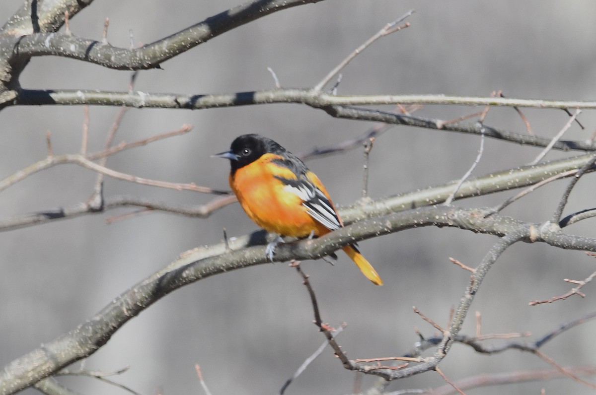 Балтиморский трупиал - ML646300600