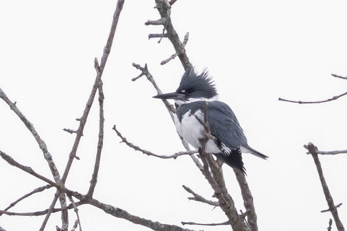 Belted Kingfisher - ML646300601