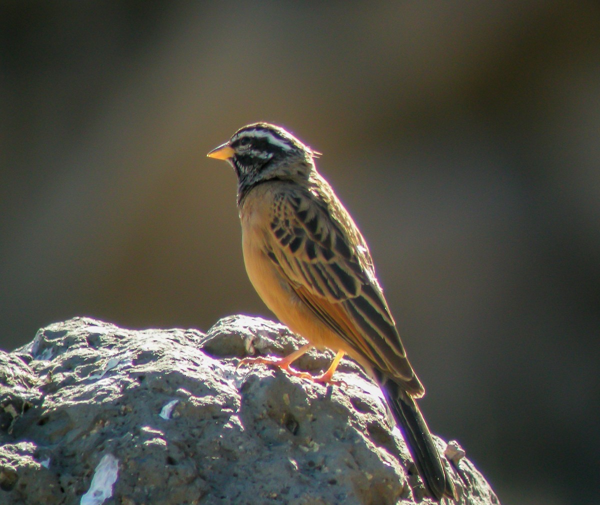 Cinnamon-breasted Bunting - ML646300603