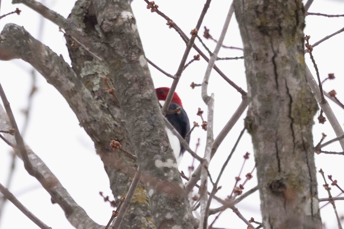 Red-headed Woodpecker - ML646300606