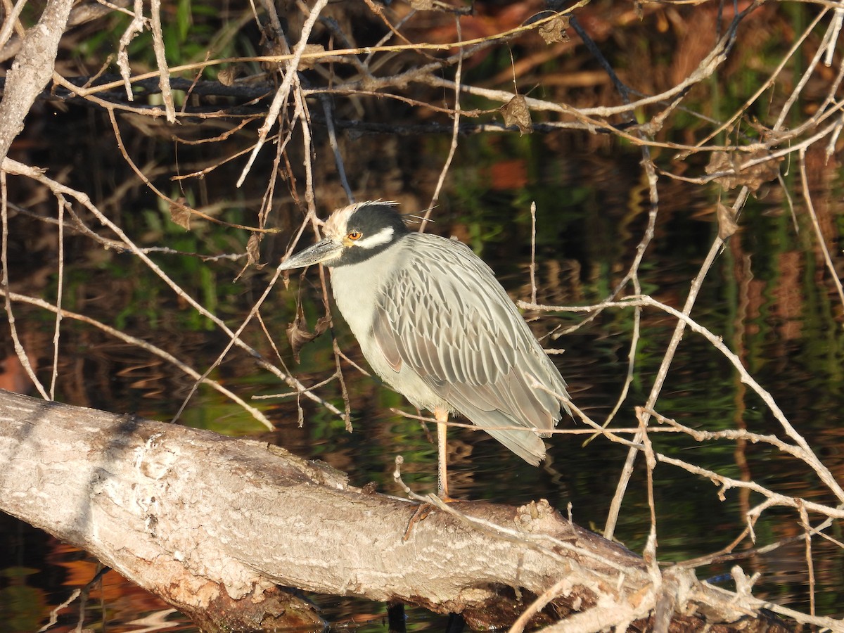 Yellow-crowned Night Heron - ML646300608