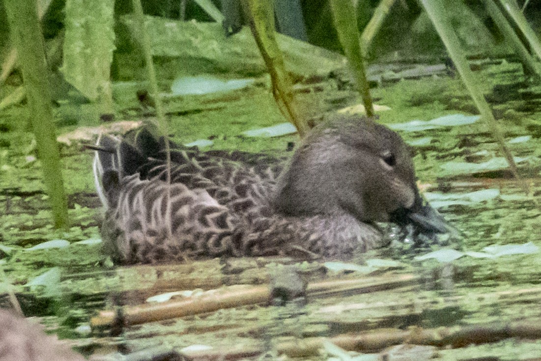 čírka modrokřídlá - ML646300609