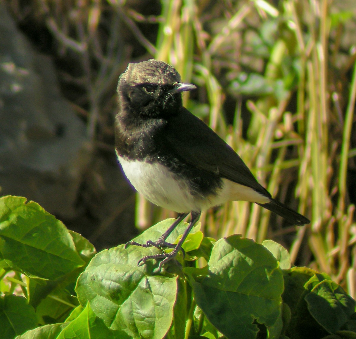 Abyssinian Wheatear - ML646300610