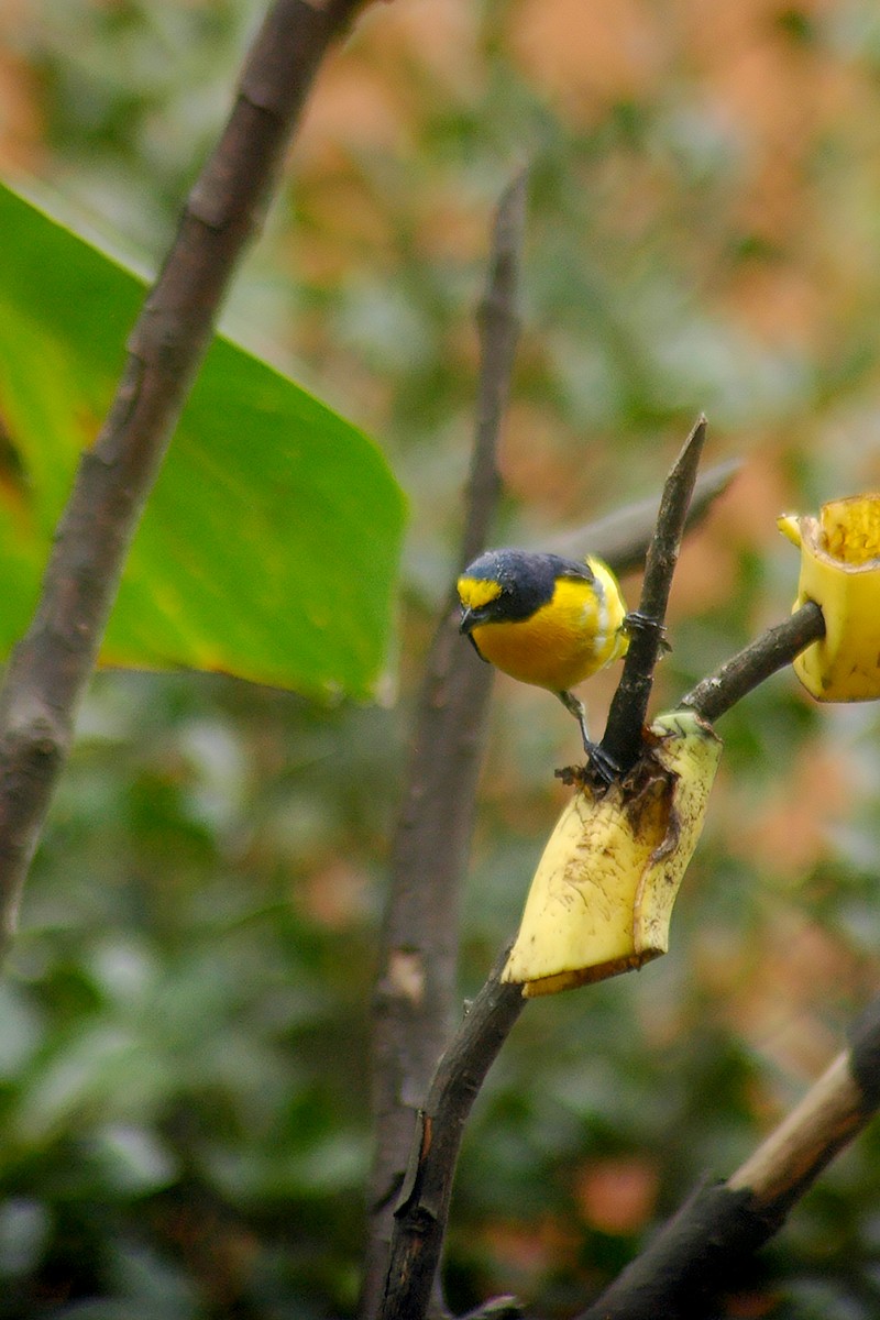 Yellow-throated Euphonia - ML646300613