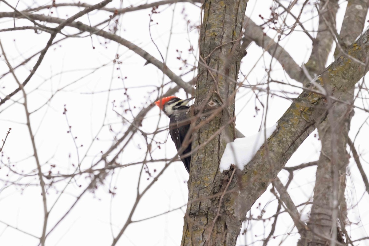 Pileated Woodpecker - ML646300618