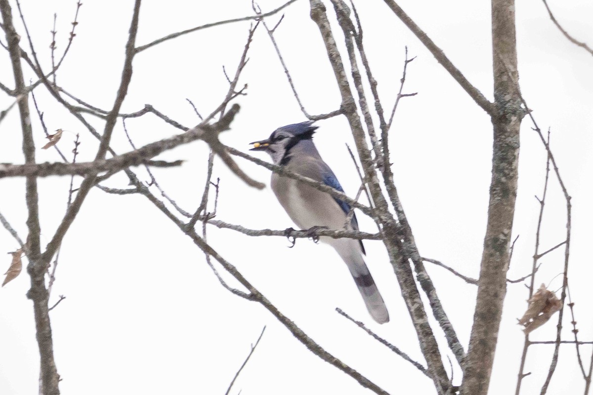 Blue Jay - ML646300623