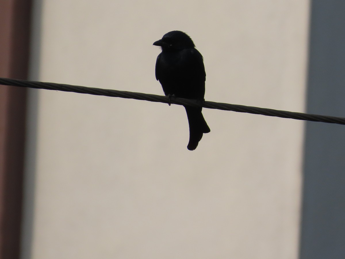 Black Drongo - ML646300624