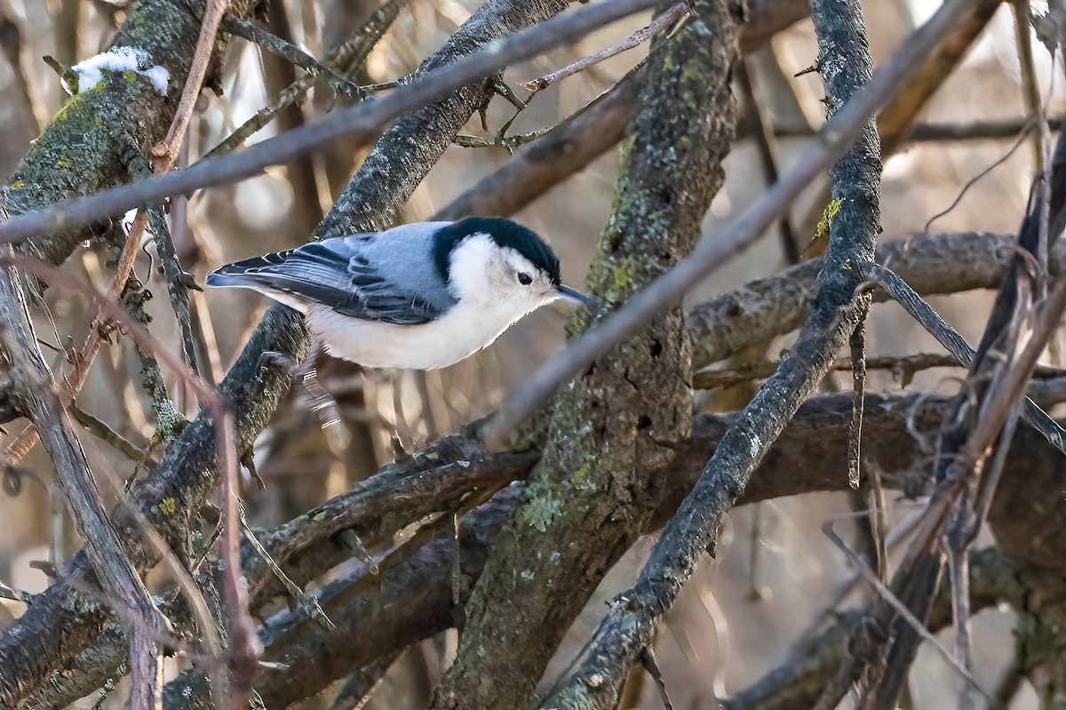 White-breasted Nuthatch - ML646300626