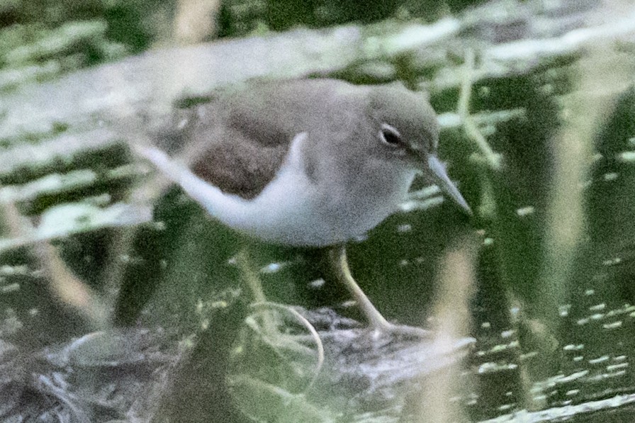 pisík americký - ML646300627