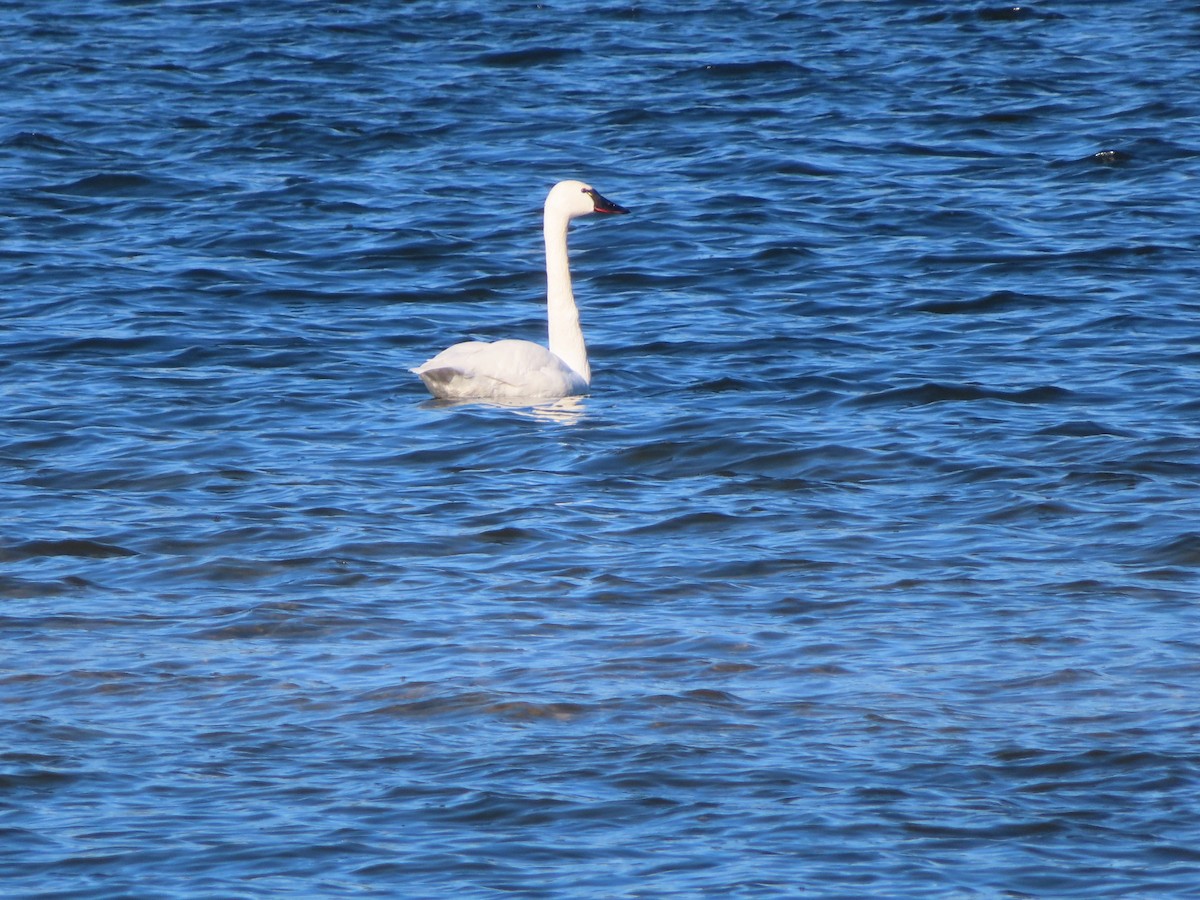 Tundra Swan - ML646300628