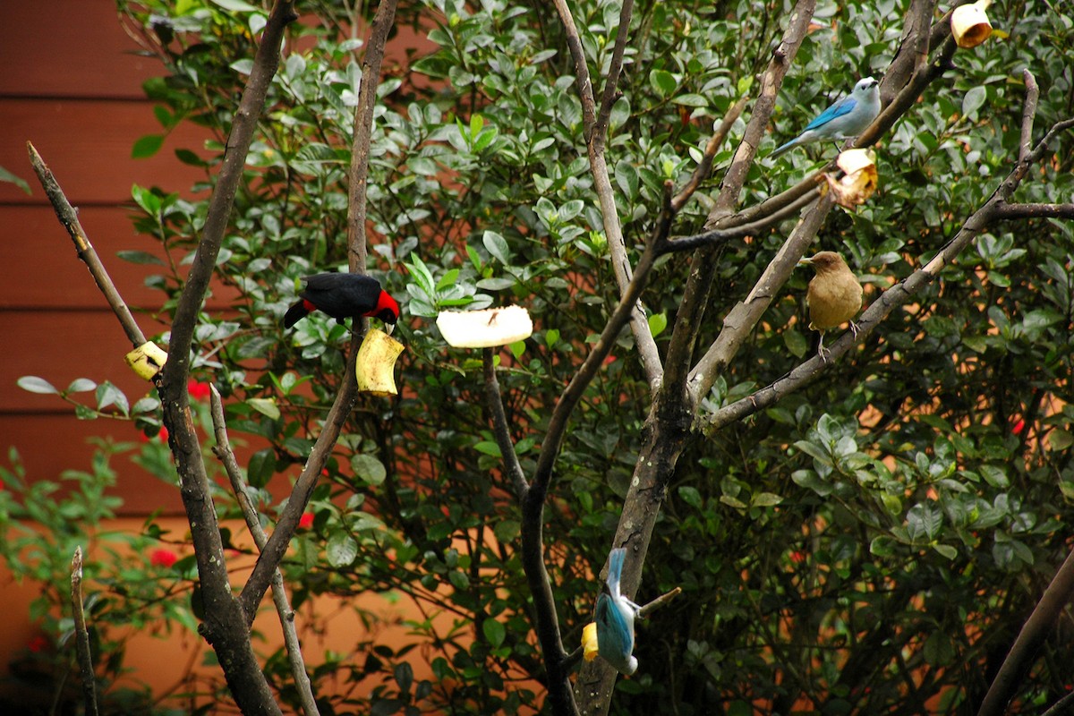 Clay-colored Thrush - ML646300629