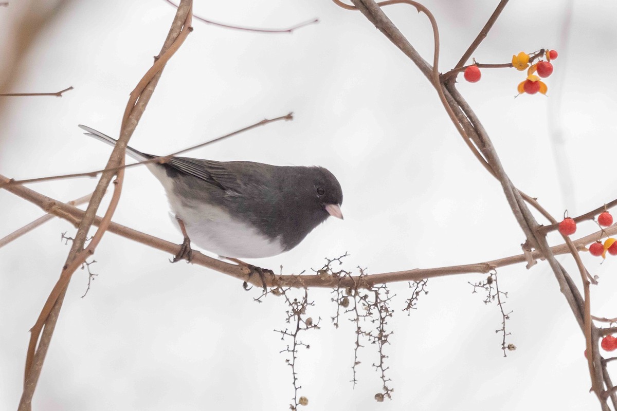 Dark-eyed Junco - ML646300635