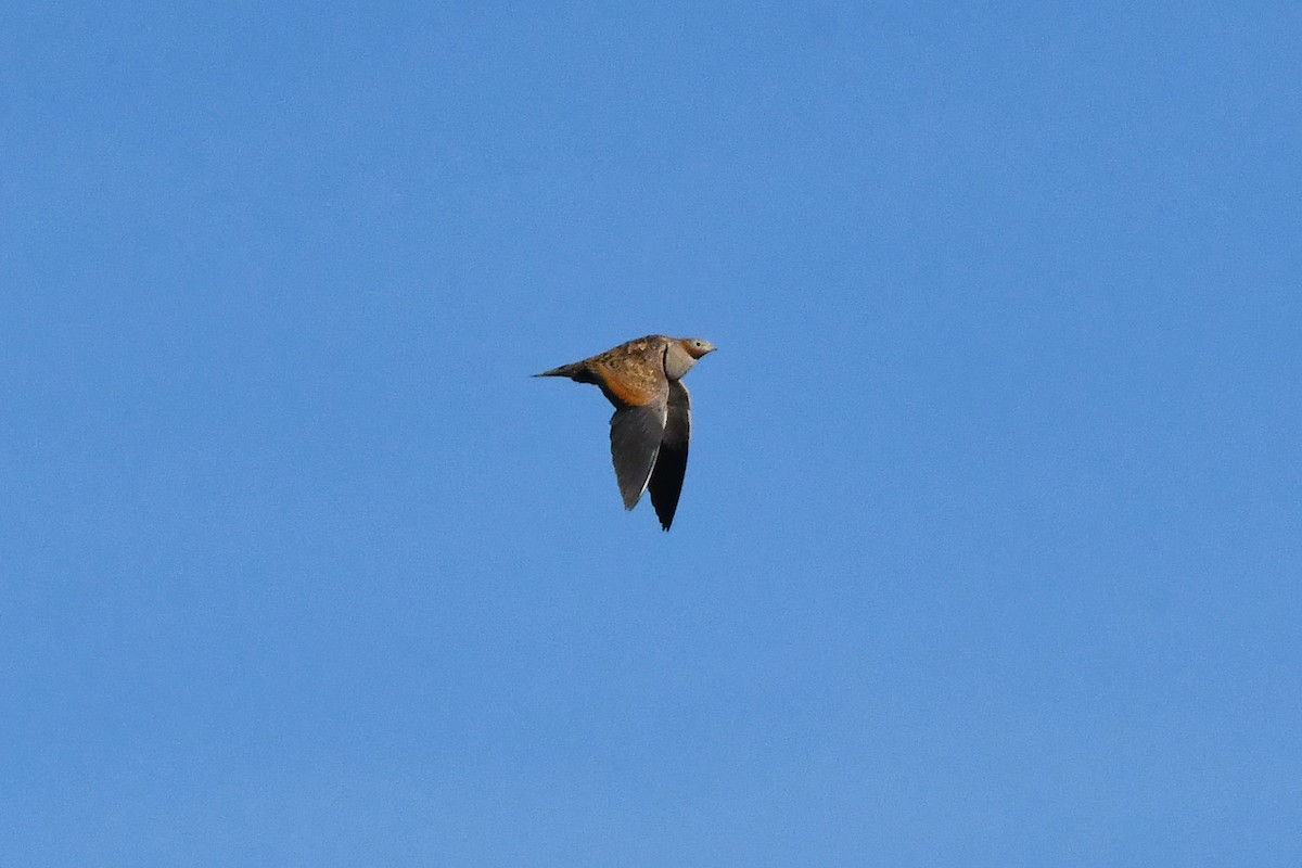 Black-bellied Sandgrouse - ML646300637