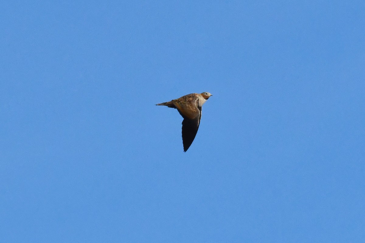 Black-bellied Sandgrouse - ML646300641